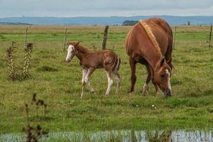 Horses in a farm photo