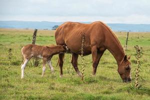 Horses in a farm photo