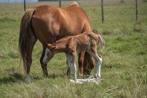 Horses in a farm photo