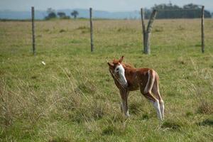 Horses in a farm photo