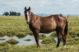 caballos en una granja foto