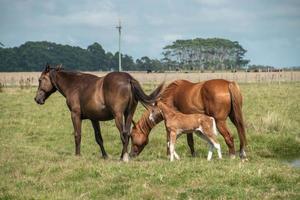 Horses in a farm photo