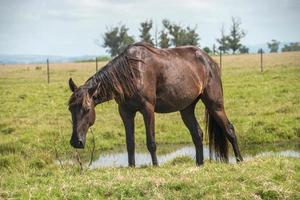 Horses in a farm photo