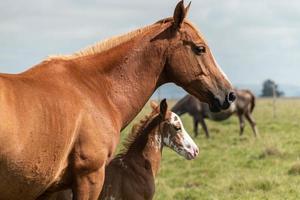 Horses in a farm photo