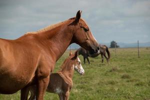 Horses in a farm photo