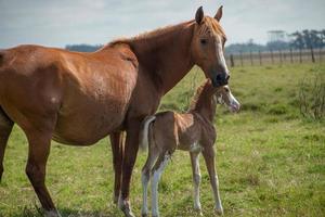 caballos en una granja foto