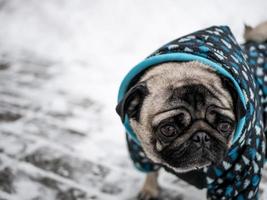 pequeño perro pug en chaqueta foto