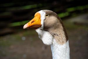 Goose head close-up on the background of nature photo