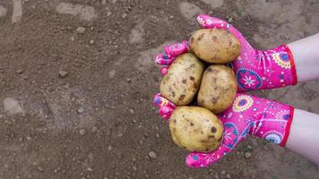 potatoes in hand
