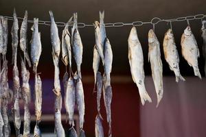 secado de pequeños pescados salados en un cordón foto