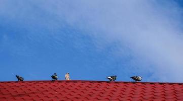 las palomas se sientan en el techo contra el cielo azul foto