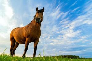 a brown horse grazes in a meadow against a blue sky