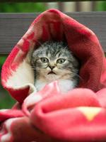 kitten wrapped in a blanket from the cold photo