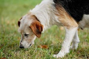 very hungry dog with sad eyes photo