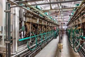 hall milking cows on a dairy farm photo