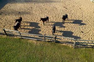 grupo de caballos de pura sangre caminando y pastando en el potrero cerca del establo. larga sombra de la tarde por la noche. hermosos animales en la granja o rancho. vista superior aérea desde un dron foto