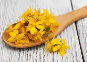 Saint-John's-wort in the spoon photo