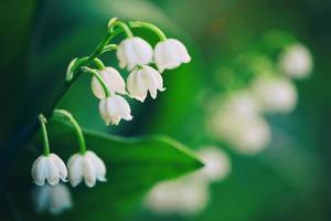 Blossoming flowers of lily of the valley in early morning outdoors macro photo