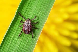 Mite crawling on a green grass blade against an orange dandelon on the background macro photo