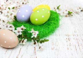 Easter eggs and cherries blossom photo