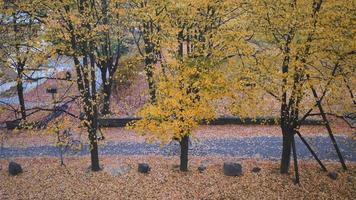 Draufsicht auf Herbstbäume im Park mit Menschen. schöner herbst bunter naturblick. leute, die aktivitäten auf der straße machen, fahrrad fahren, roller fahren. schöne natur in stockholm, schweden video