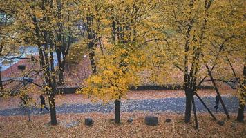 Draufsicht auf Herbstbäume im Park mit Menschen. schöner herbst bunter naturblick. leute, die aktivitäten auf der straße machen, spazieren gehen, fahrrad fahren. schöne natur in stockholm, schweden video