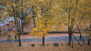 vista dall'alto degli alberi autunnali al parco con le persone. bella vista sulla natura colorata autunnale. persone che fanno attività per strada, camminano, vanno in bicicletta. bellissima natura a stoccolma, in svezia video