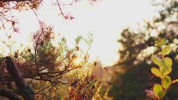 primo piano alberi in una foresta con bella luce solare, belle piante. tramonto nella foresta. tramonto della fattoria. raggio di sole. insetto che vola in aria. bella natura nel concetto di una bella giornata. video