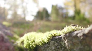 centrarse en musgo en la piedra en el bosque. fondo verde borroso en el bosque. hermosa naturaleza y cielo azul en un hermoso día, suecia video