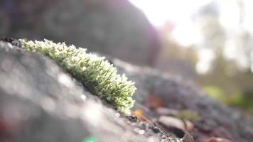 Focus at moss on the stone in forest. Blurred greenery background in the Forest .Beautiful nature and blue sky in beautiful day, Sweden video