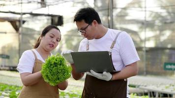 casal de agricultores asiáticos verificando vegetais orgânicos e gravando no laptop em uma fazenda hidropônica. comida saudável. boa comida e bom conceito de vida. vegetais organícos. pequeno empresário e empresário.