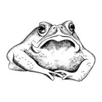 frog cartoon character vector