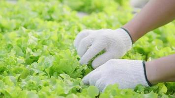 close-up handen van boer die de kwaliteit van hydrocultuur groenten in een hydrocultuur boerderij controleert. werkzaam als boer. gezond eten. goed eten en goed leven concept. organische groenten video