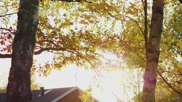 Autumn forest beauty. Golden tree leaves. Sun beam. Blue sky. Dry orange foliage on autumn trees with sun rays shining through. Beautiful golden birch tree leaves and house background video