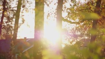 beleza da floresta de outono. folhas de árvores douradas. raio de Sol. céu azul. folhagem de laranja seca em árvores de outono com raios de sol brilhando. lindas folhas de bétula dourada e fundo de casa video