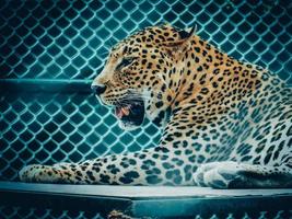 Indian leopard photo