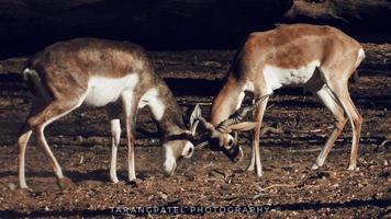 Blackbuck stock photo