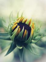 Sunflower wallpaper photography photo