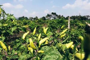 Detail of fresh green pepper branch in culture field in Indonesia. photo