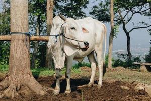 El ganado cruzado ongole o vaca javanesa o vaca blanca o bos taurus es el ganado más grande de indonesia en una granja tradicional, indonesia. ganadería tradicional foto