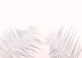 Abstract background of shadows palm leaves on a wall. 3d rendering. photo