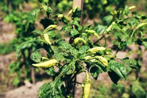 Detail of fresh green pepper branch in culture field in Indonesia. photo