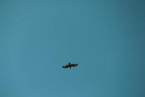 Beautiful eagle or falcon flying in clear blue sky with clouds in summer photo