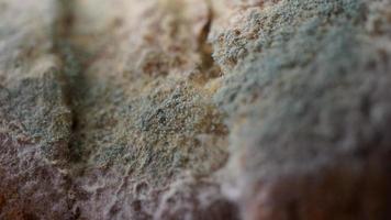 Macro shot of an old bread with mold in gree and white colors photo