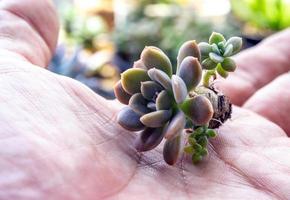 Small succulent on hand plant prepare for planting