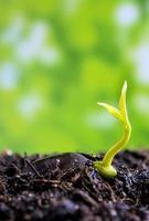 Brote de hojas de siembra de plantas jóvenes en el bosque foto