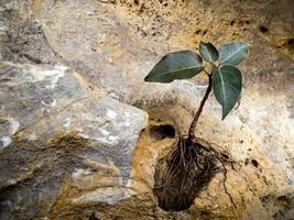 Bodhi fig tree that grows on the rock photo