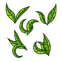 Tea leaf. Green plant. vector