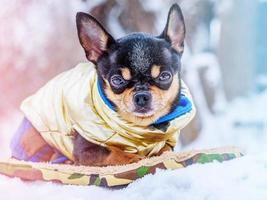 Dog mini breed chihuahua in a vest in snowy weather in winter. Animal, pet.