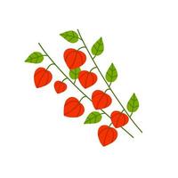 rama de fisalis. flor naranja. planta ornamental. ilustración de dibujos animados plana vector